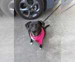 Small #2 Labrador Retriever Mix
