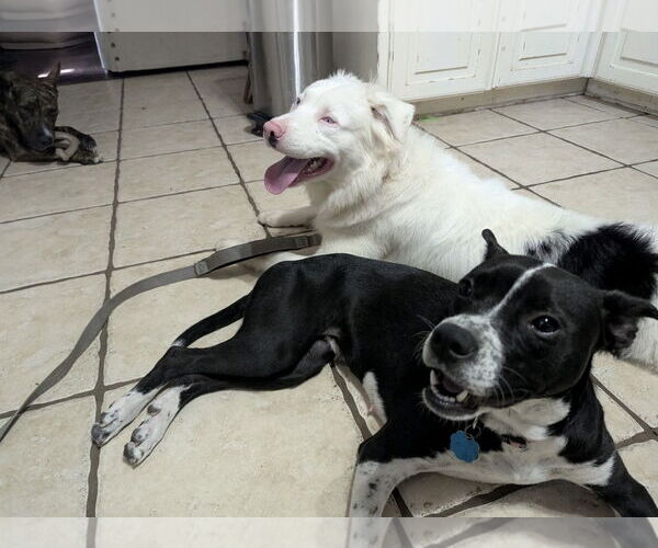 Medium Photo #6 Mutt Puppy For Sale in Euless, TX, USA