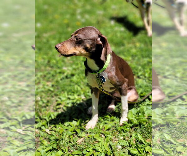 Medium Photo #4 Mutt Puppy For Sale in Crystal, MN, USA