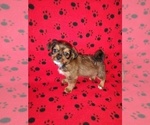 Puppy Tucker Shorkie Tzu