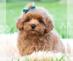 Puppy Elio Maltipoo (Toy)
