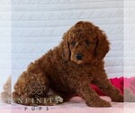Small #3 Goldendoodle (Miniature)