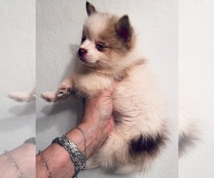 Pomsky Puppy for Sale in SPARKS, Nevada USA