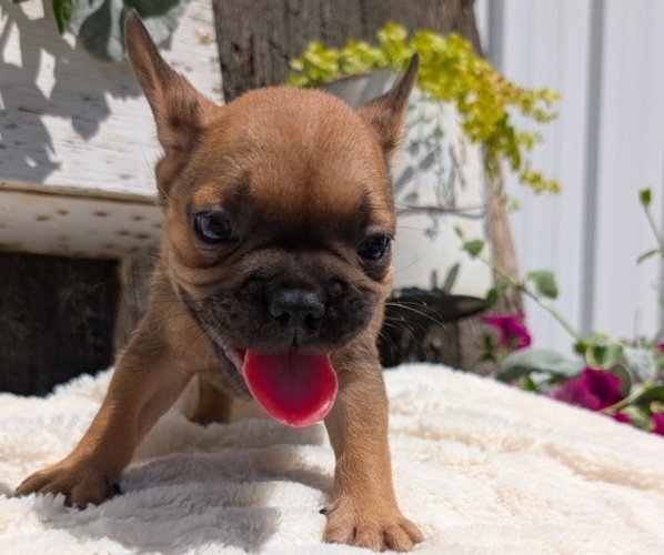 Medium Photo #6 French Bulldog Puppy For Sale in GOSHEN, IN, USA