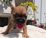 Small #5 French Bulldog
