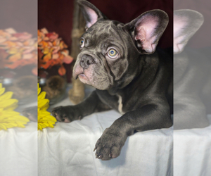 French Bulldog Puppy for Sale in WOODBRIDGE, Virginia USA