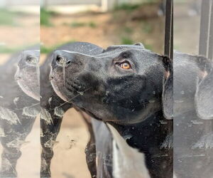 Great Dane-Labrador Retriever Mix Dogs for adoption in Rockaway, NJ, USA