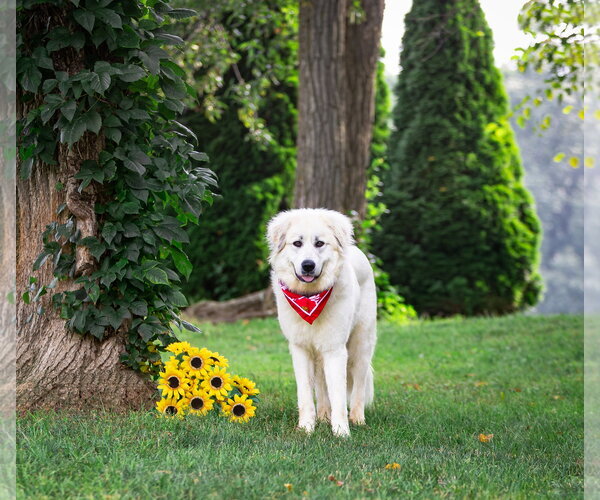 Medium Photo #7 Great Pyrenees-Unknown Mix Puppy For Sale in Unionville, PA, USA