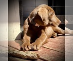 Small Photo #4 Labrador Retriever Puppy For Sale in ASHEVILLE, NC, USA
