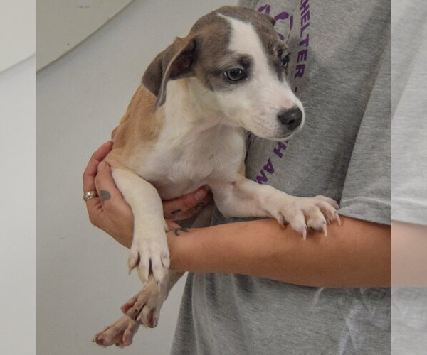 Medium Photo #3 Italian Greyhound-Shih Tzu Mix Puppy For Sale in Huntley, IL, USA