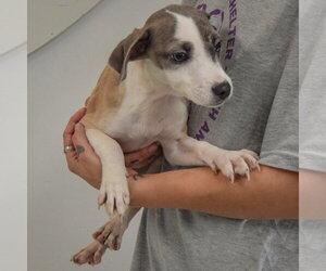 Jazz - Female Italian Greyhound-Shih Tzu Mix Dog for Adoption - Photo #3