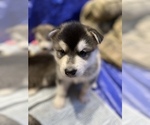 Small Photo #11 Alaskan Malamute Puppy For Sale in FREDERICK, MD, USA