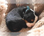 Puppy Bloomsbury Bernedoodle