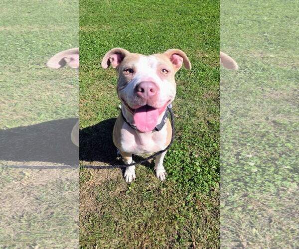 Medium Photo #6 American Pit Bull Terrier-Unknown Mix Puppy For Sale in Rockaway, NJ, USA