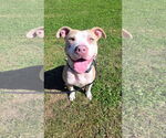 Small #5 American Pit Bull Terrier Mix