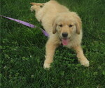 Small #5 Golden Retriever