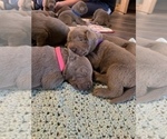 Small Photo #6 Labrador Retriever Puppy For Sale in OUTLOOK, WA, USA
