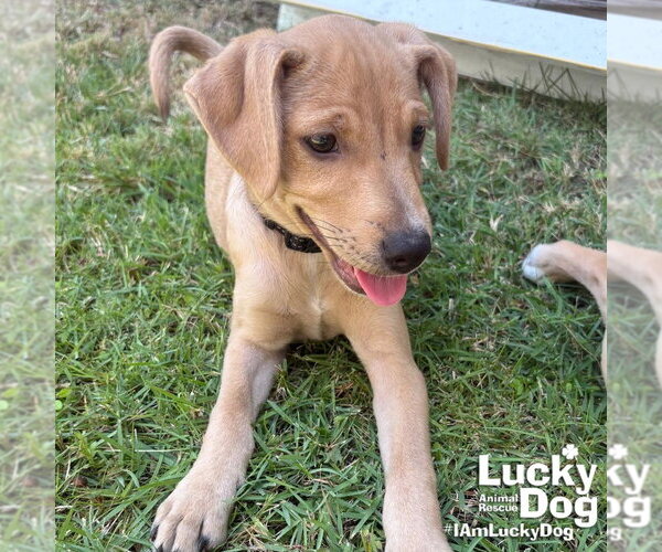 Medium Photo #4 Labrador Retriever-Unknown Mix Puppy For Sale in Washington, DC, USA