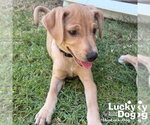 Small #3 Labrador Retriever Mix