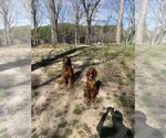 Small Photo #1 Irish Setter Puppy For Sale in HAMILTON, AL, USA