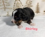 Small Photo #5 Australian Shepherd Puppy For Sale in OLD LYME, CT, USA