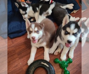 Siberian Husky Puppy for sale in SCHENECTADY, NY, USA