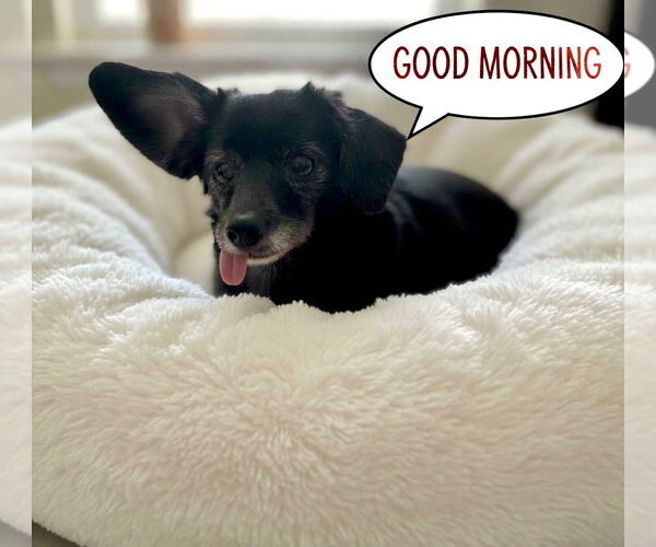 Medium Photo #3 Dachshund Puppy For Sale in Menifee, CA, USA