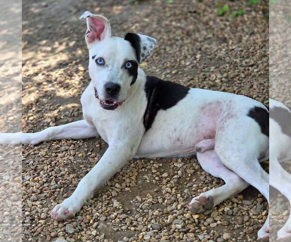 Medium Photo #2 American Bulldog-Unknown Mix Puppy For Sale in Anniston, AL, USA