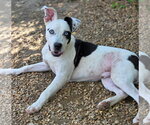 Small #1 American Bulldog Mix