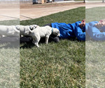 Small Photo #24 Dalmatian Puppy For Sale in AMARILLO, TX, USA
