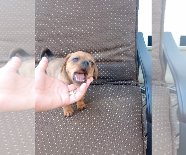 Medium Photo #10 Chorkie Puppy For Sale in DAYTON, OH, USA