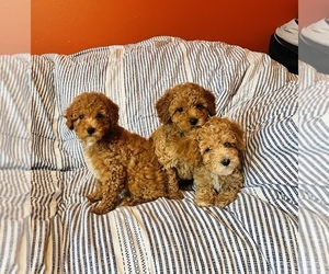 Poodle (Toy) Puppy for sale in DUBUQUE, IA, USA