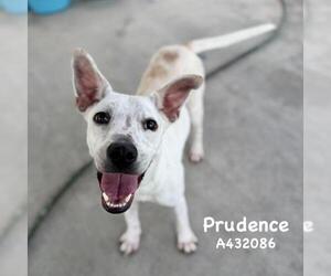 PRUDENCE - Female Mutt Dog for Adoption - Photo #2