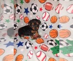 Small #7 Yorkshire Terrier