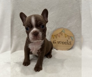 Faux Frenchbo Bulldog Puppy for sale in RIDGEVILLE, SC, USA