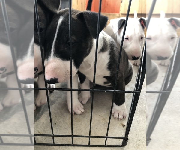 Medium Photo #10 Bull Terrier Puppy For Sale in CRAWFORD, CO, USA