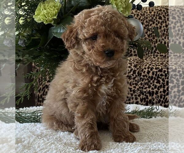 Medium Photo #1 Poodle (Toy) Puppy For Sale in PARADISE, PA, USA
