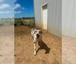 Small #2 Great Dane