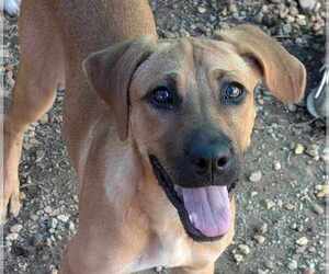 Coonhound-Unknown Mix Dogs for adoption in Anniston, AL, USA