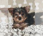 Small #2 Yorkshire Terrier