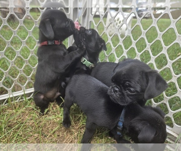 Medium Photo #6 Pug Puppy For Sale in HILLSDALE, MI, USA