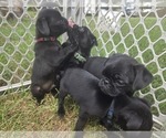 Small #5 Pug