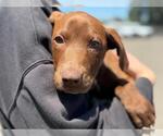 Small Doberman Pinscher Mix