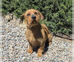 Small #1 Dachshund Mix
