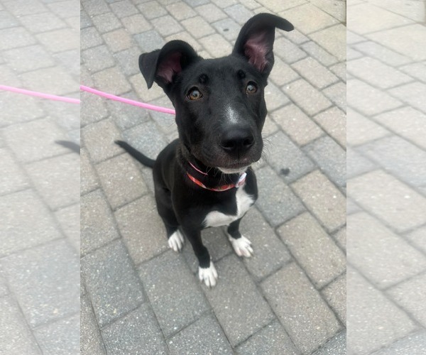 Medium Photo #1 Mutt Puppy For Sale in Germantown, OH, USA