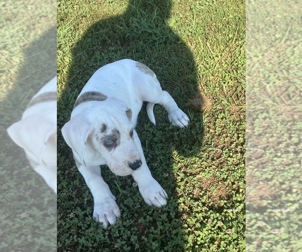 Medium Photo #4 Great Dane Puppy For Sale in CLEVELAND, NC, USA