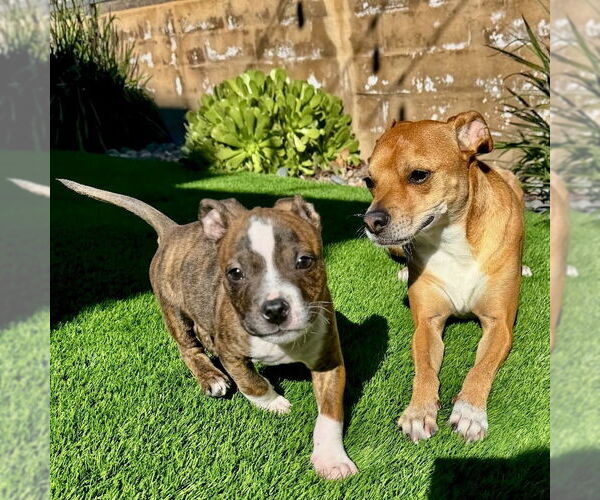 Medium Photo #2 Boxer Puppy For Sale in San Juan Capistrano, CA, USA