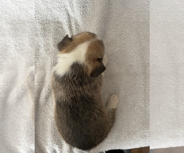 Medium Photo #8 Pembroke Welsh Corgi Puppy For Sale in RAMONA, OK, USA