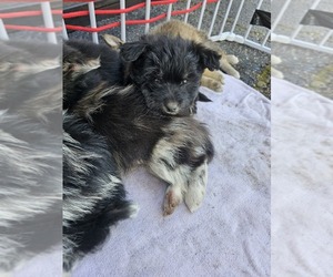 Pomsky Puppy for sale in WINAMAC, IN, USA