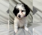 Small #3 Bernedoodle (Miniature)